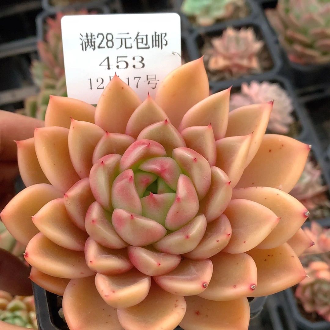 【闪购商品】云453号