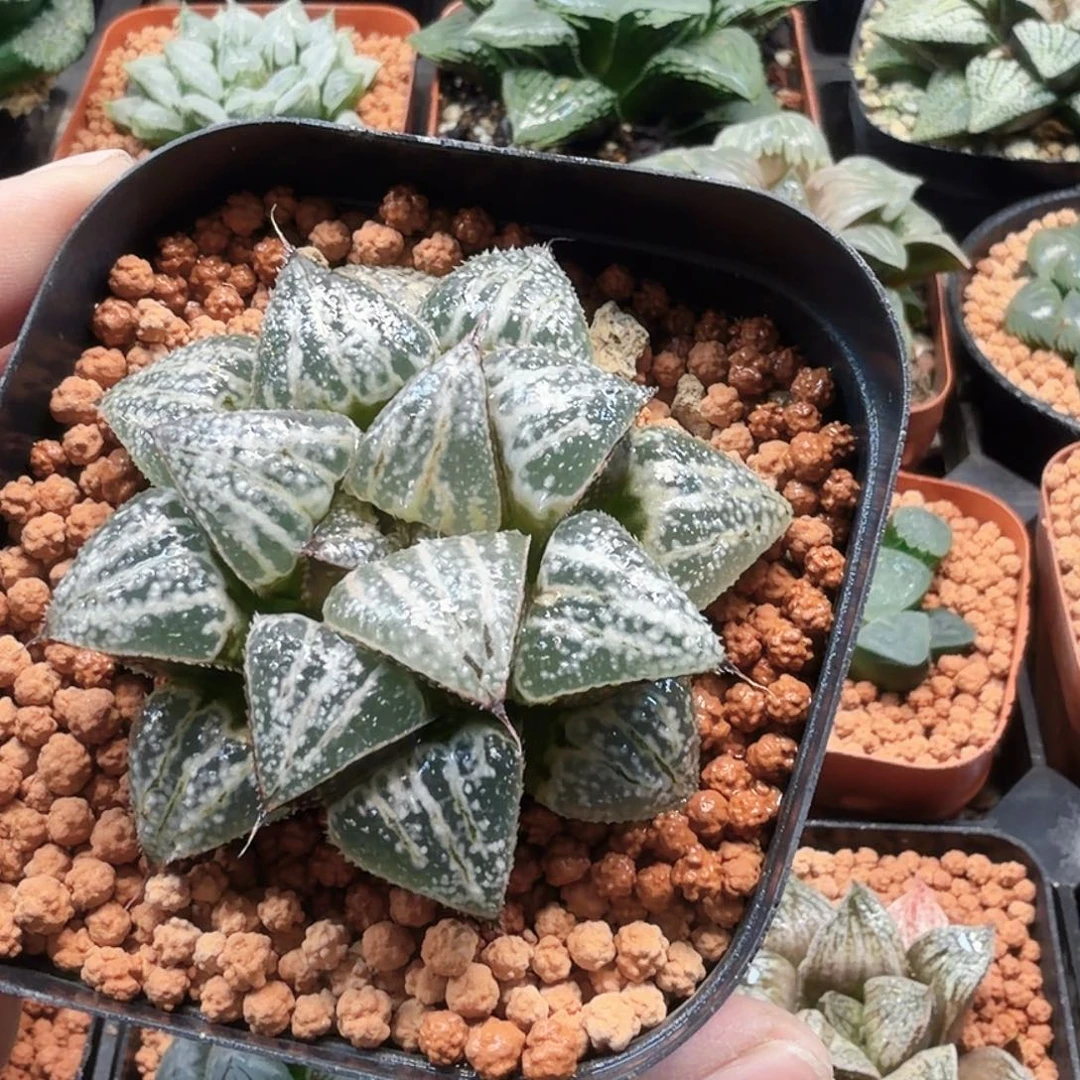 无花朵十二卷 雪景色母本开播福利