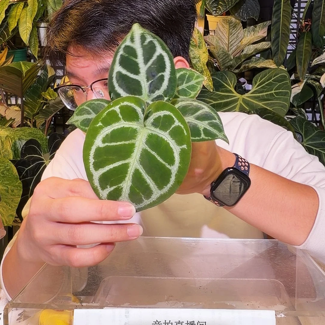 完全开放W09 铜锣烧杂撕裂纹