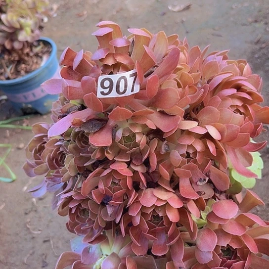 艾***姐多肉植物一个法师有伤