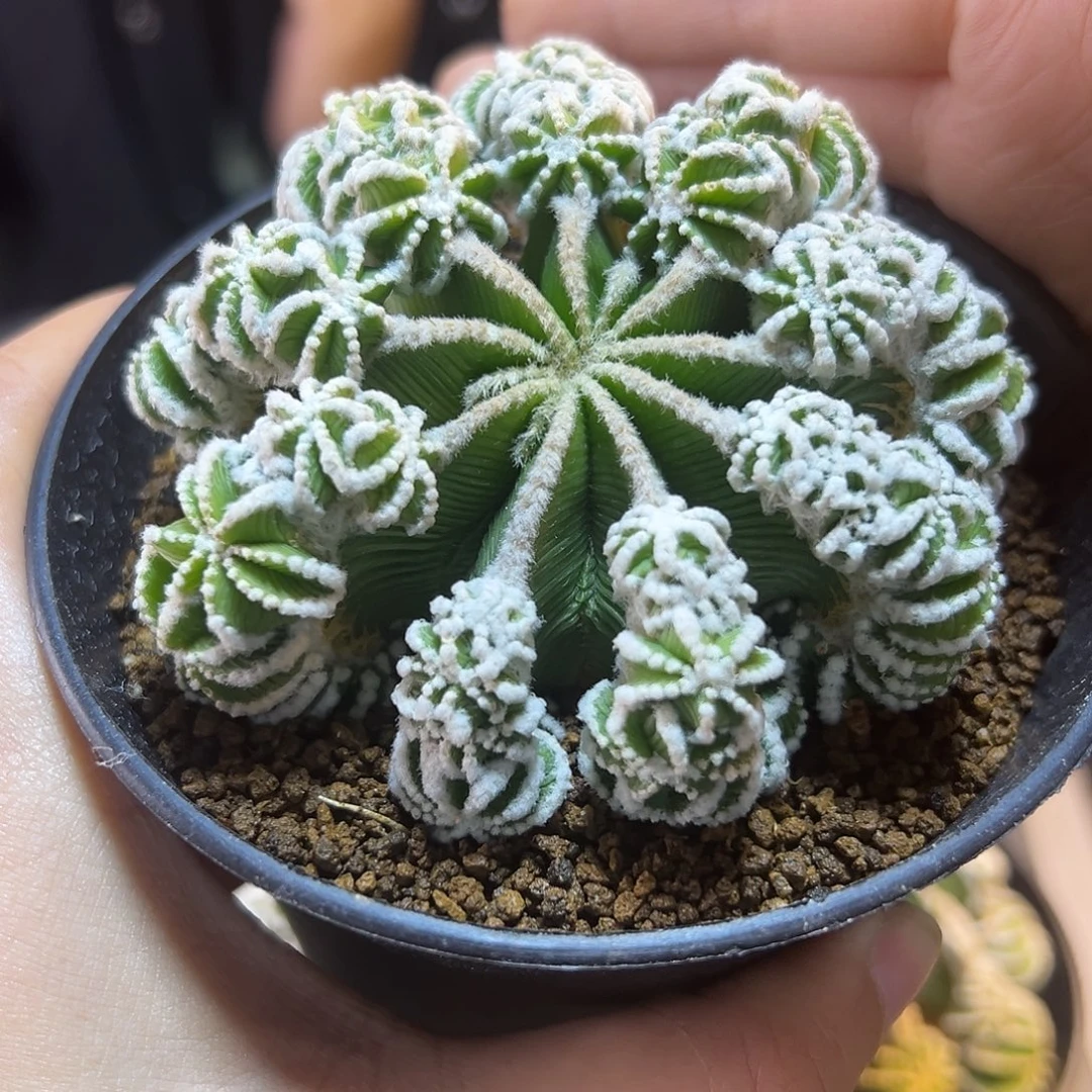 辛盾花笼带盆自根小木心8公分