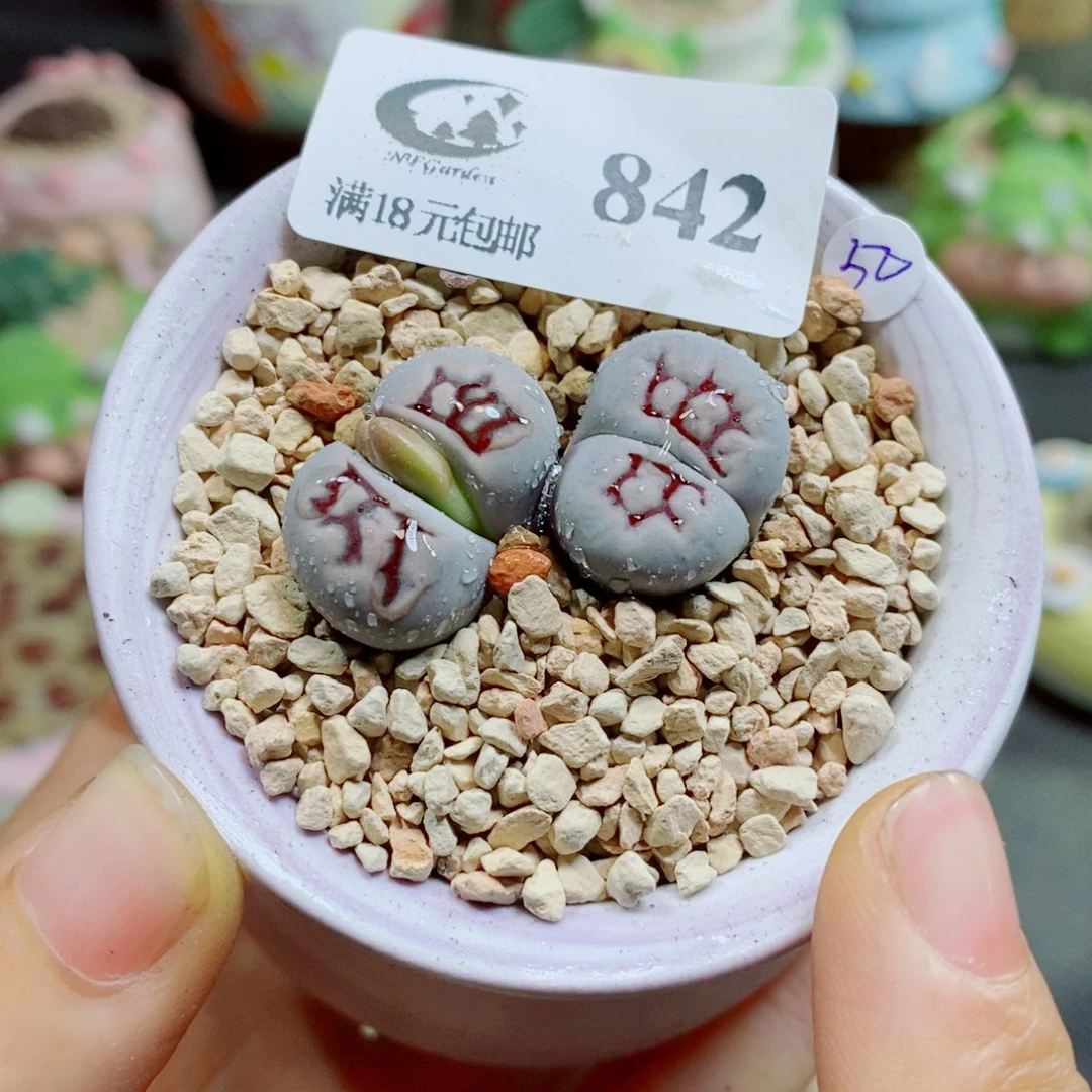 生石花花花花花842