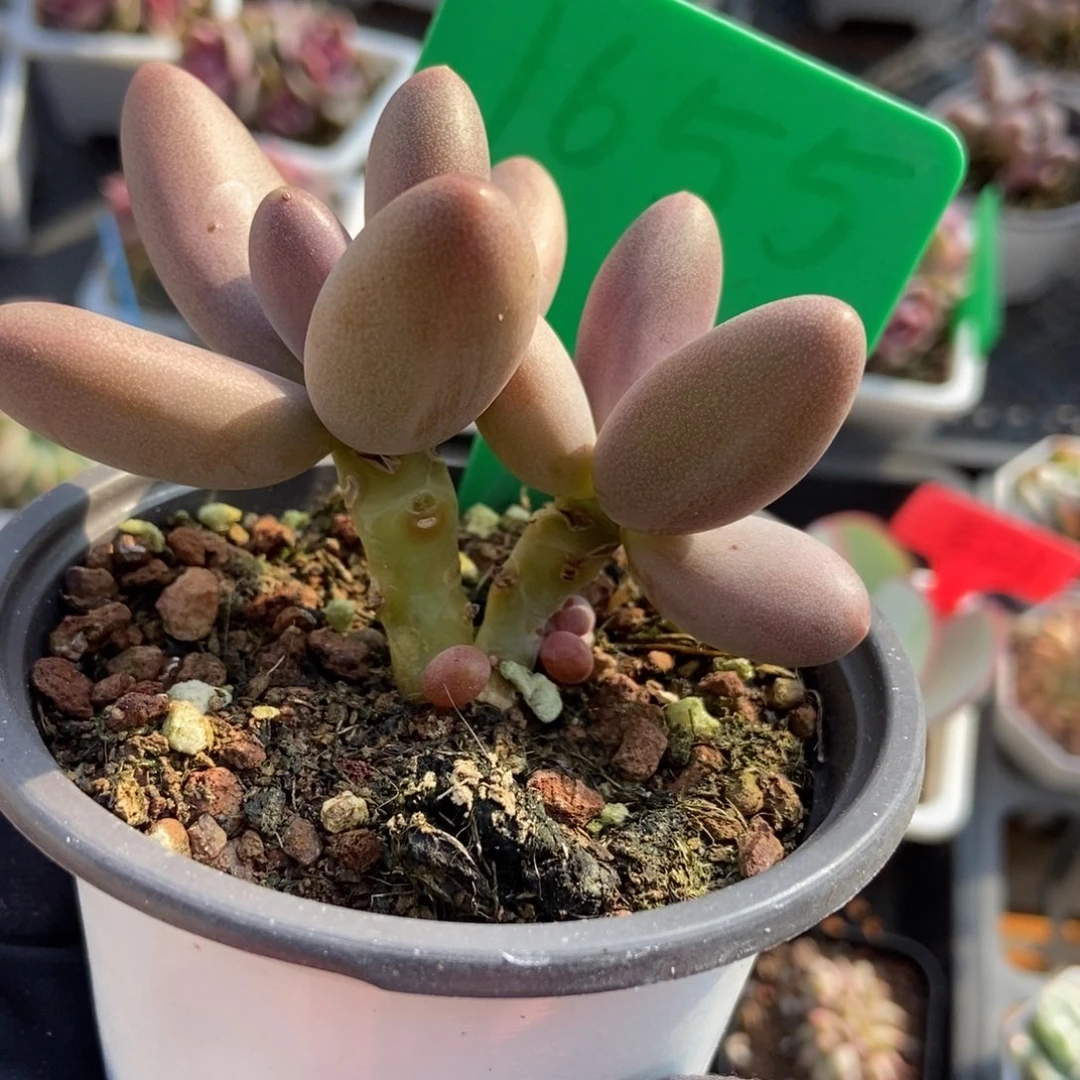 1655糖果美人多肉植物