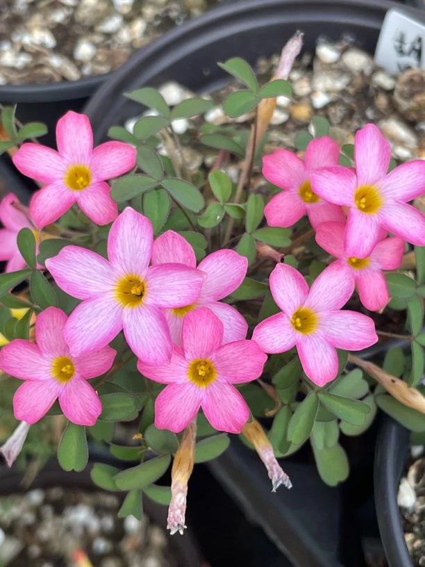 酢浆草早花漂亮女孩