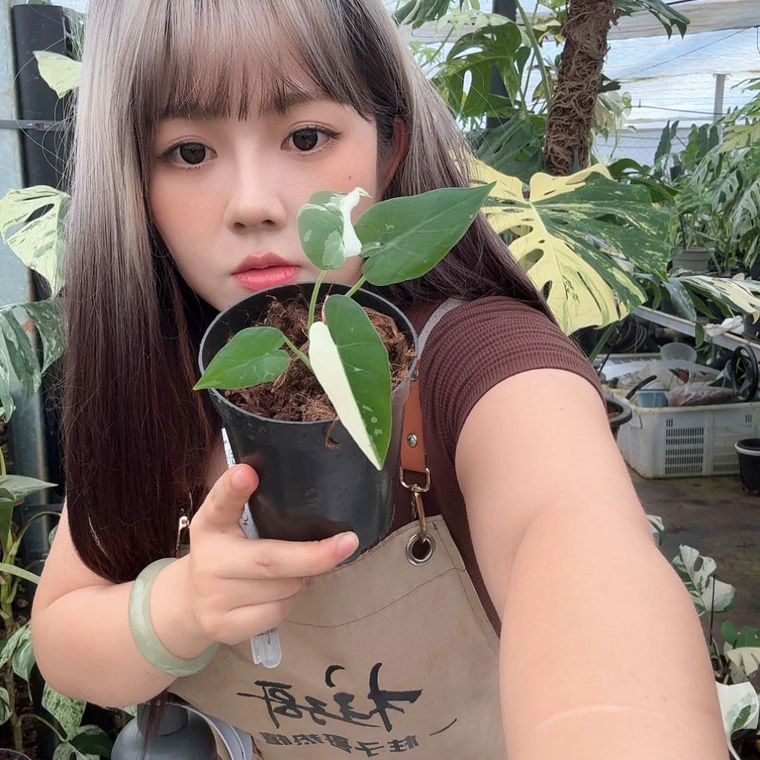 无花朵冲绳银13H号