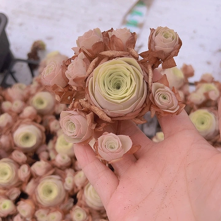 大洛溪19包邮多肉植物