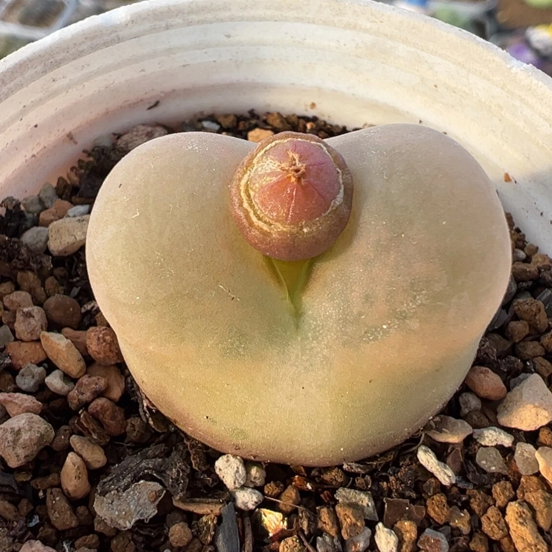 258多肉植物种类和