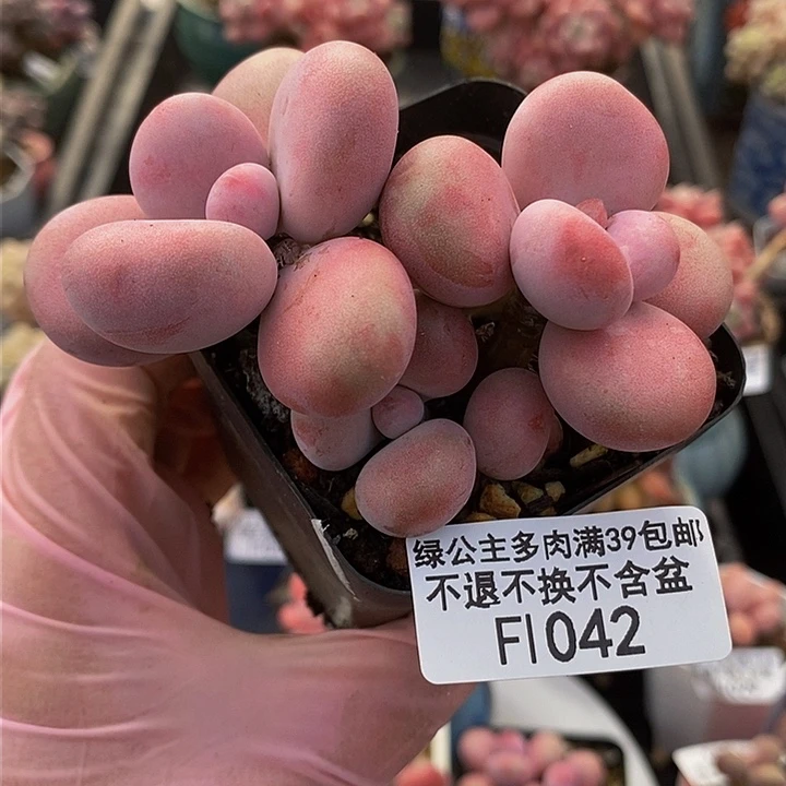 腰子桃蛋7cm1042多肉