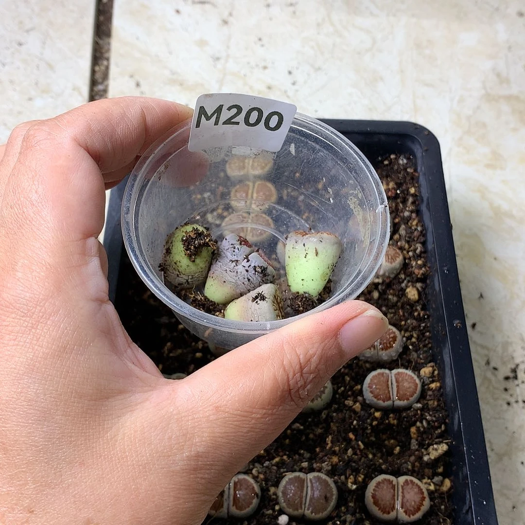 北*M200多肉植物保护