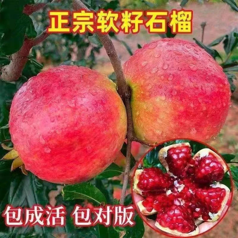 红宝石蒙阳红石榴树苗