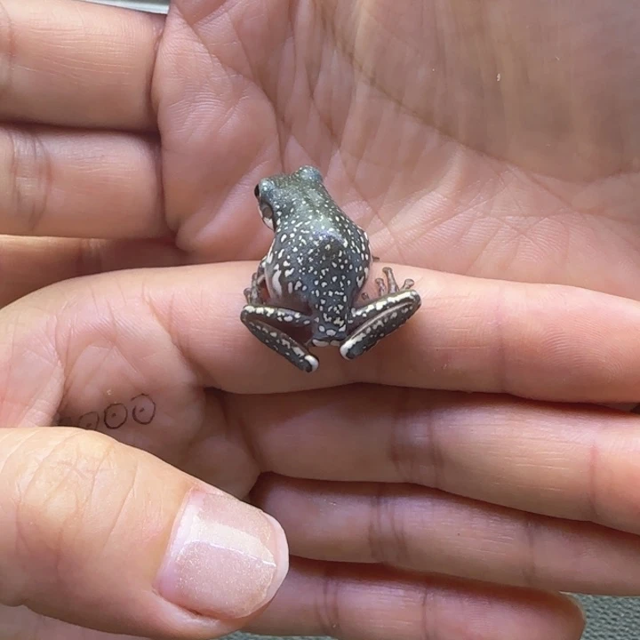 角蛙暴雪澳蓝1425