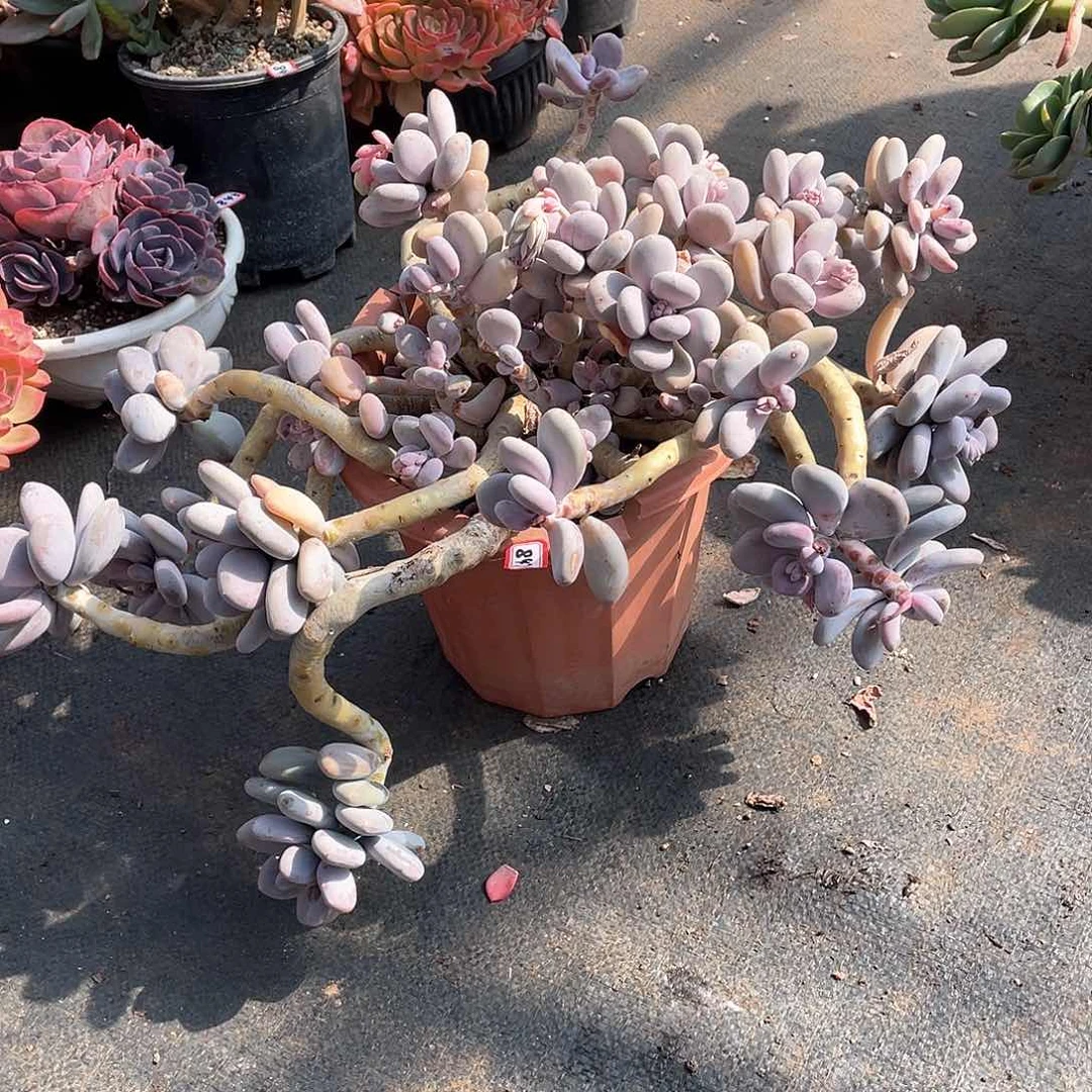 847桃美人 一物一拍多肉