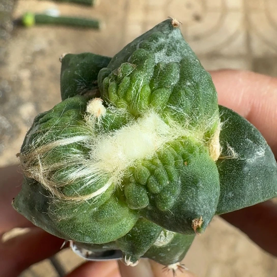 【闪购商品】栗源怒涛526