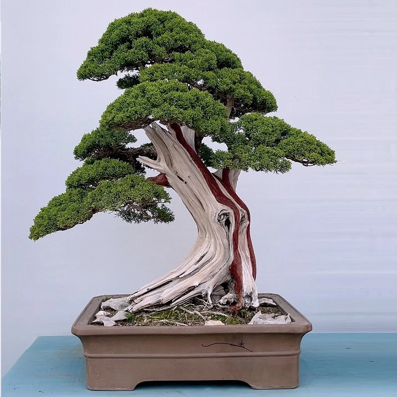 济州真柏童子功宫坂系鱼川大小桩材盆景老盆口黄金真柏造型精品