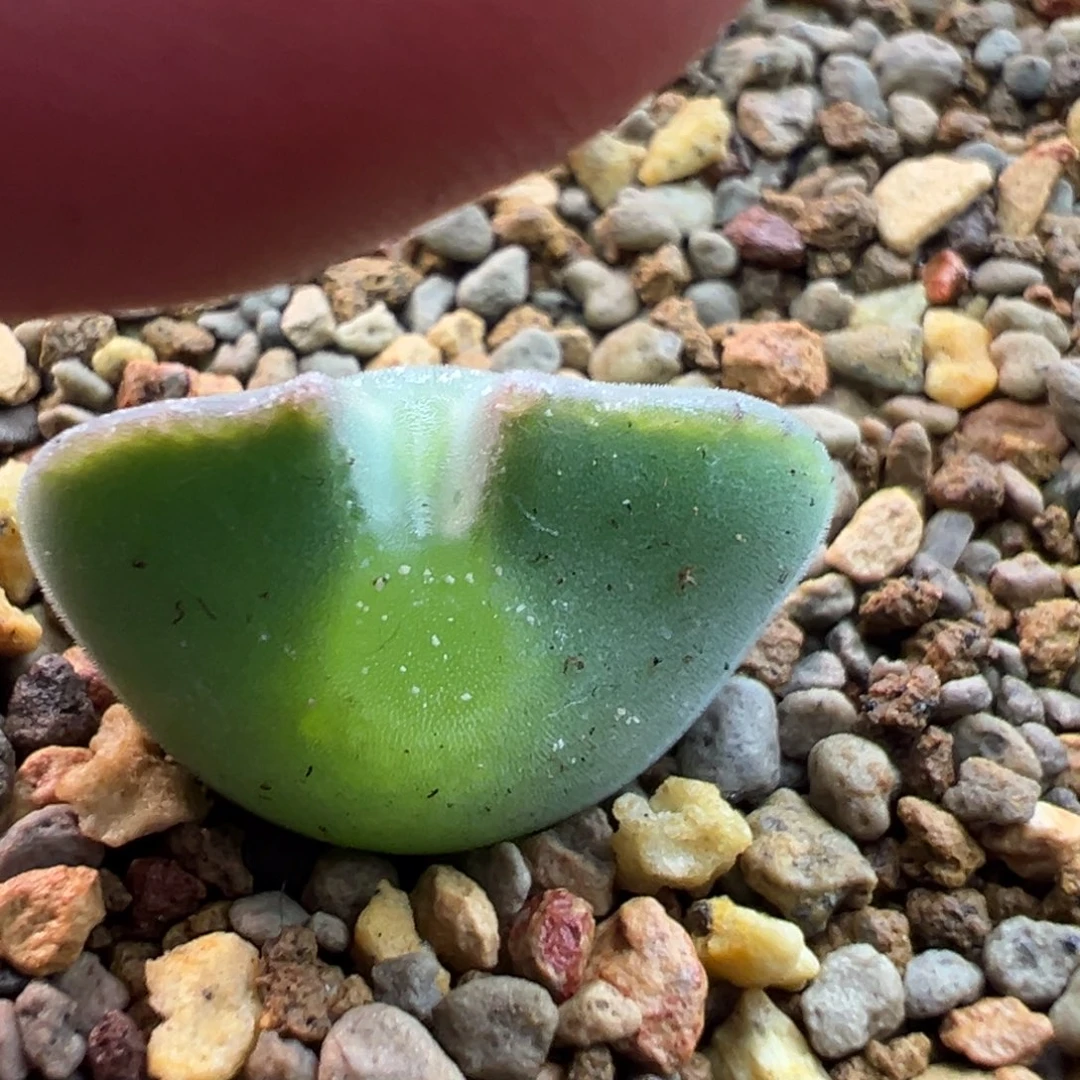 164多肉单头优选猫耳空蝉一棵特