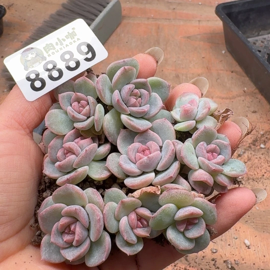 多肉植物多肉植物