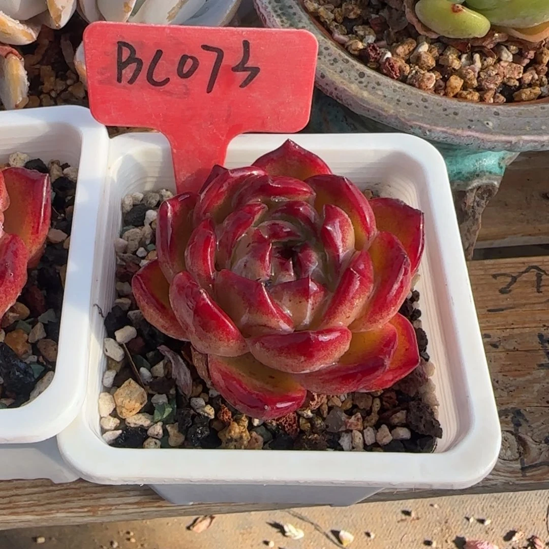 夜魔侠单头五十包邮老桩