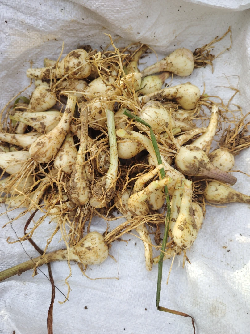 湖南新鲜现挖荞头农家自种可作种子可腌制泡菜藠头