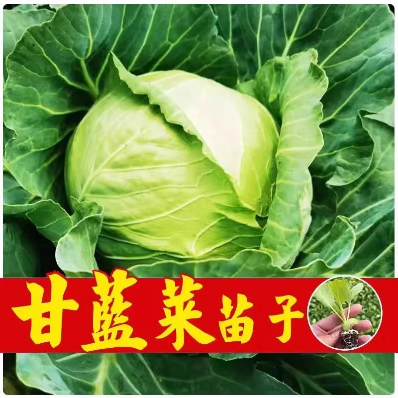 带土绿甘蓝秧苗卷心菜秧苗绿甘蓝苗秋冬耐寒蔬菜苗菜苗整颗带叶子