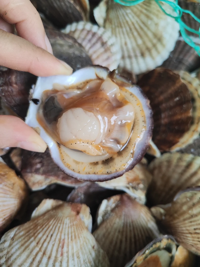 大连渤海湾 夏夷贝 扇贝 顺丰包邮保鲜