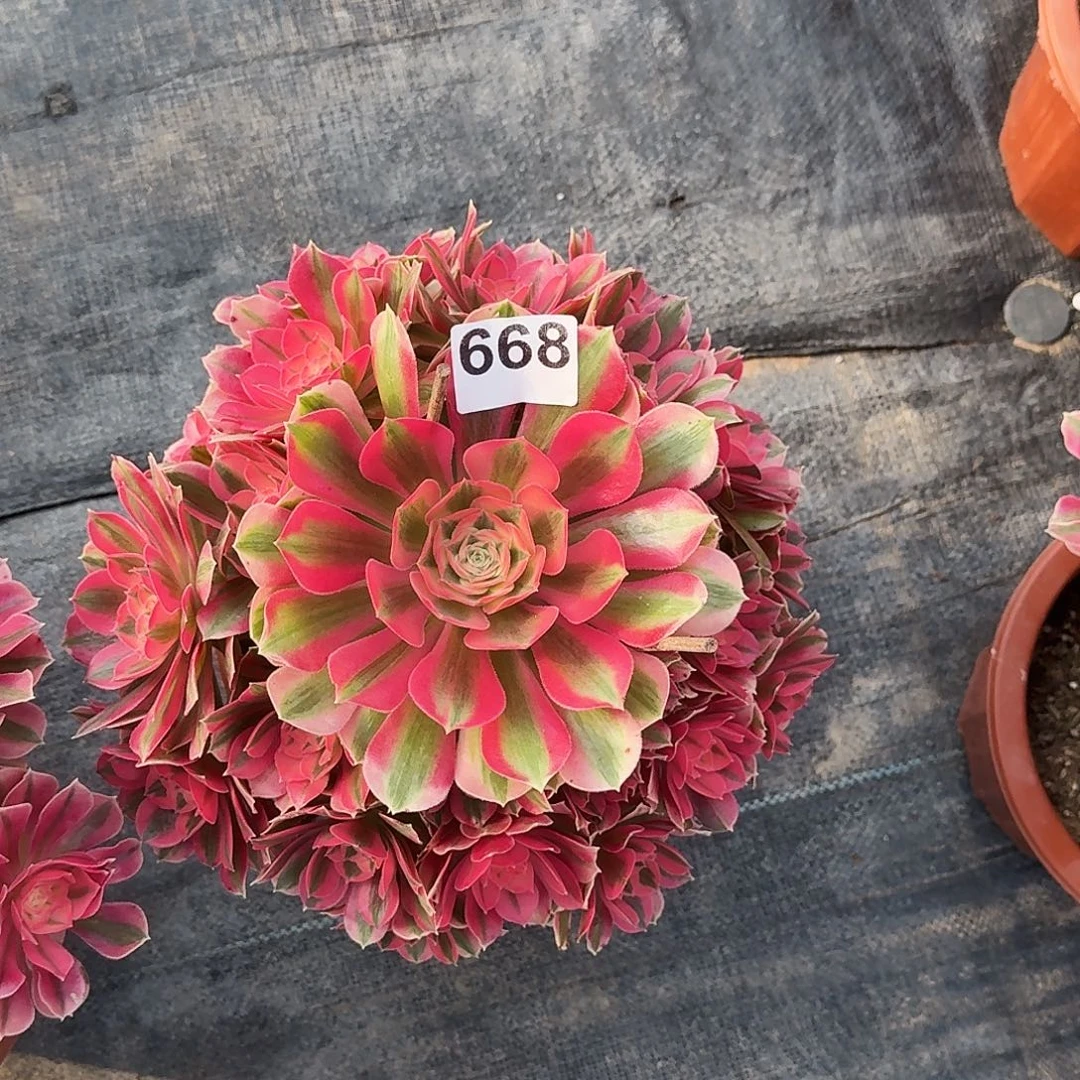 668粉女巫冠服25公分以上