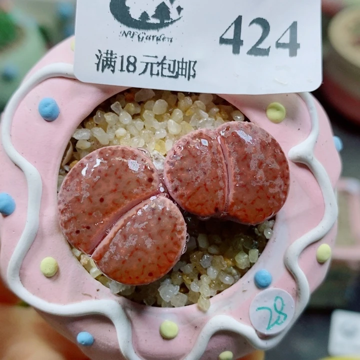 生石花花花花花花花花424