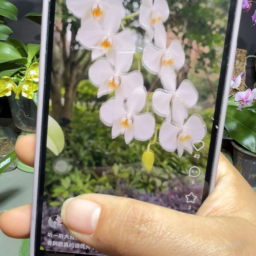 无花朵新几内亚香阿妈