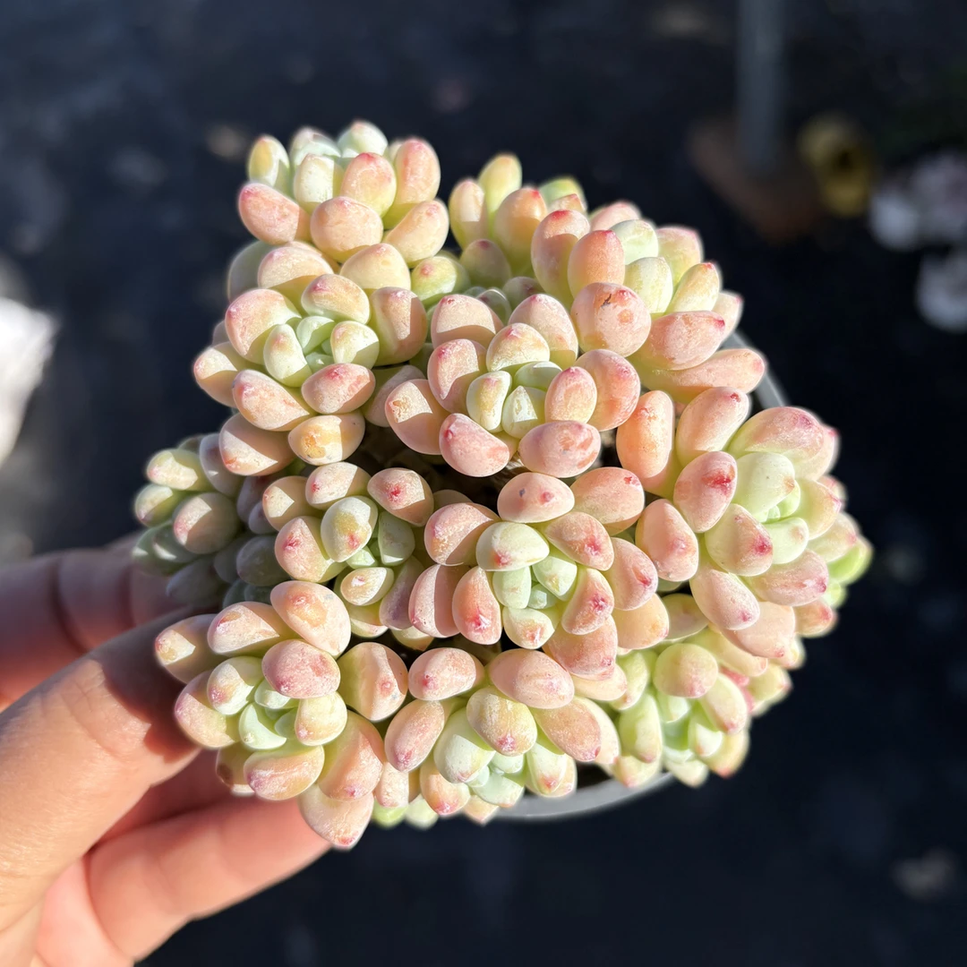 罗琦多肉整群9㎝盆 只发新疆一单包邮