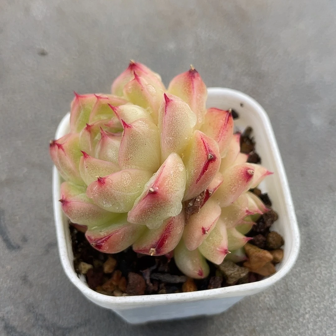 优选麦杆福利114