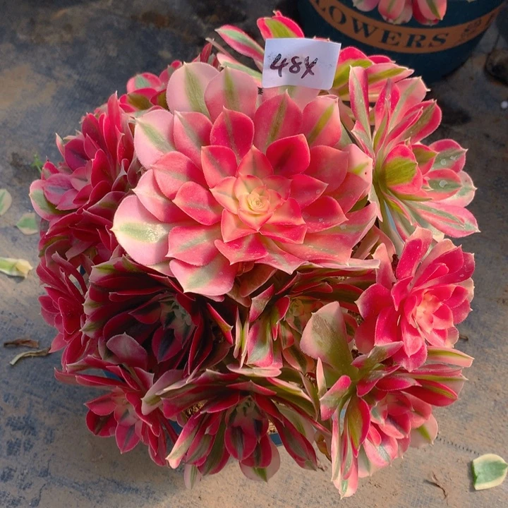 484粉女巫精品法师多肉