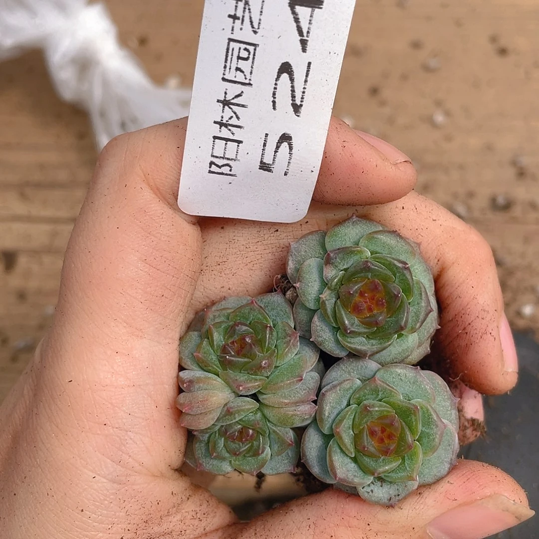 多肉植物多肉植物524