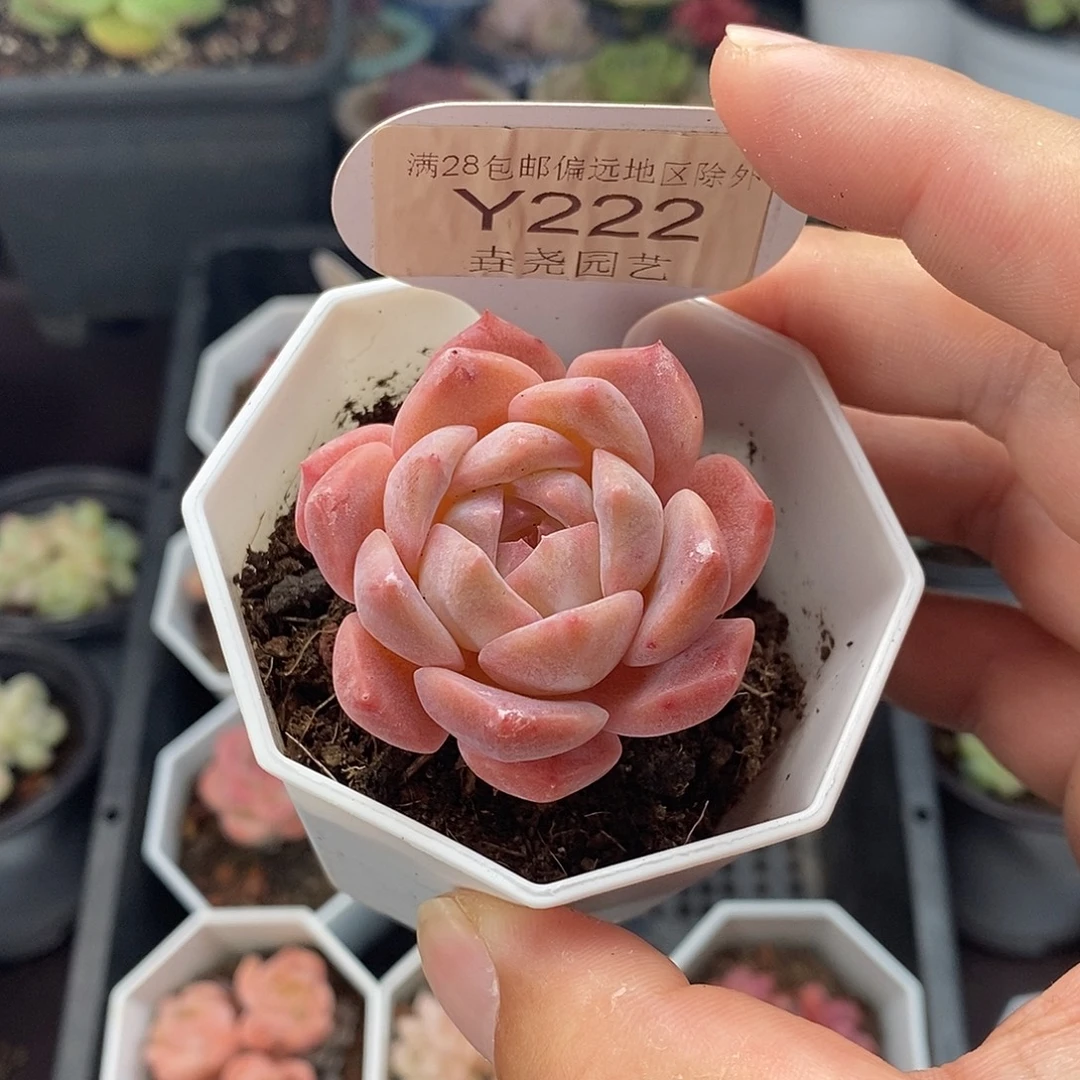 0222 粉魄单头 4cm