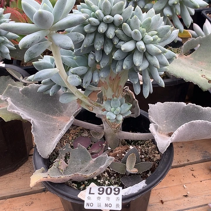 胖体哥特缀化 多肉植物.9.28号发