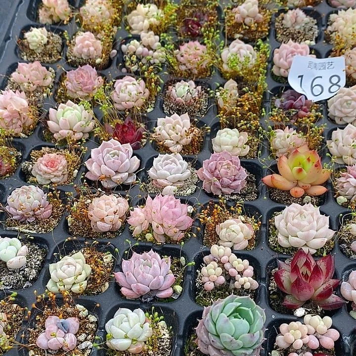168 多肉植物盆栽花卉盆栽
