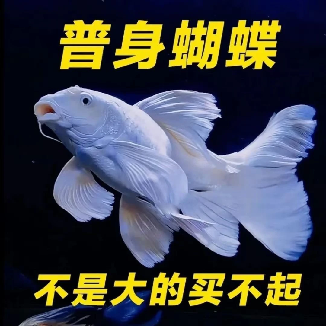 台湾蝴蝶鲤鱼球体短身普身白红黄猫直播自选颜色淡水小鱼