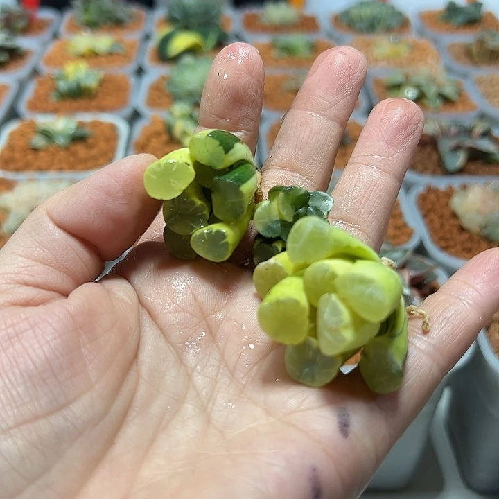 看***丽十二卷多肉万象锦