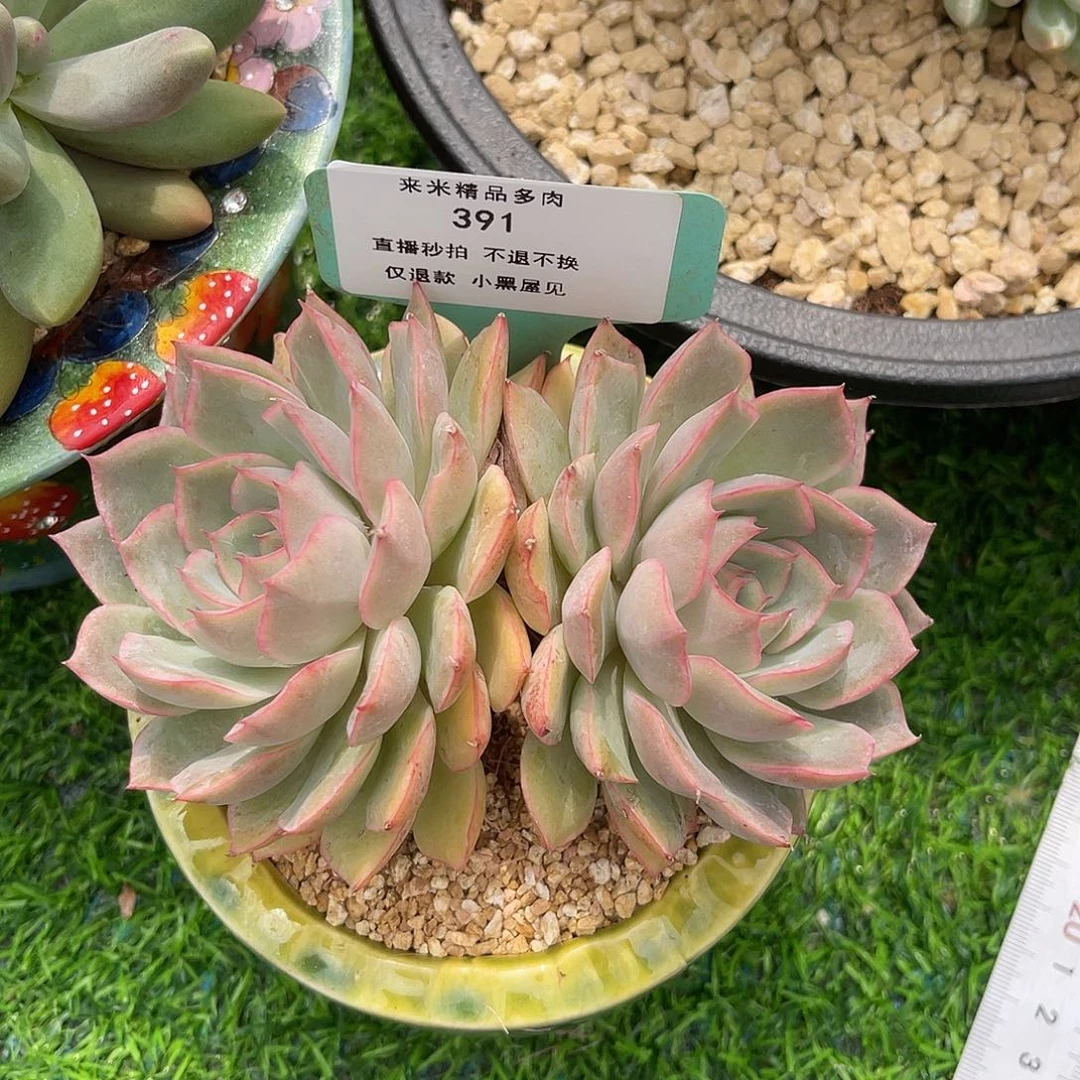 章****～391艾格利亚玫瑰双头冠幅12寄养