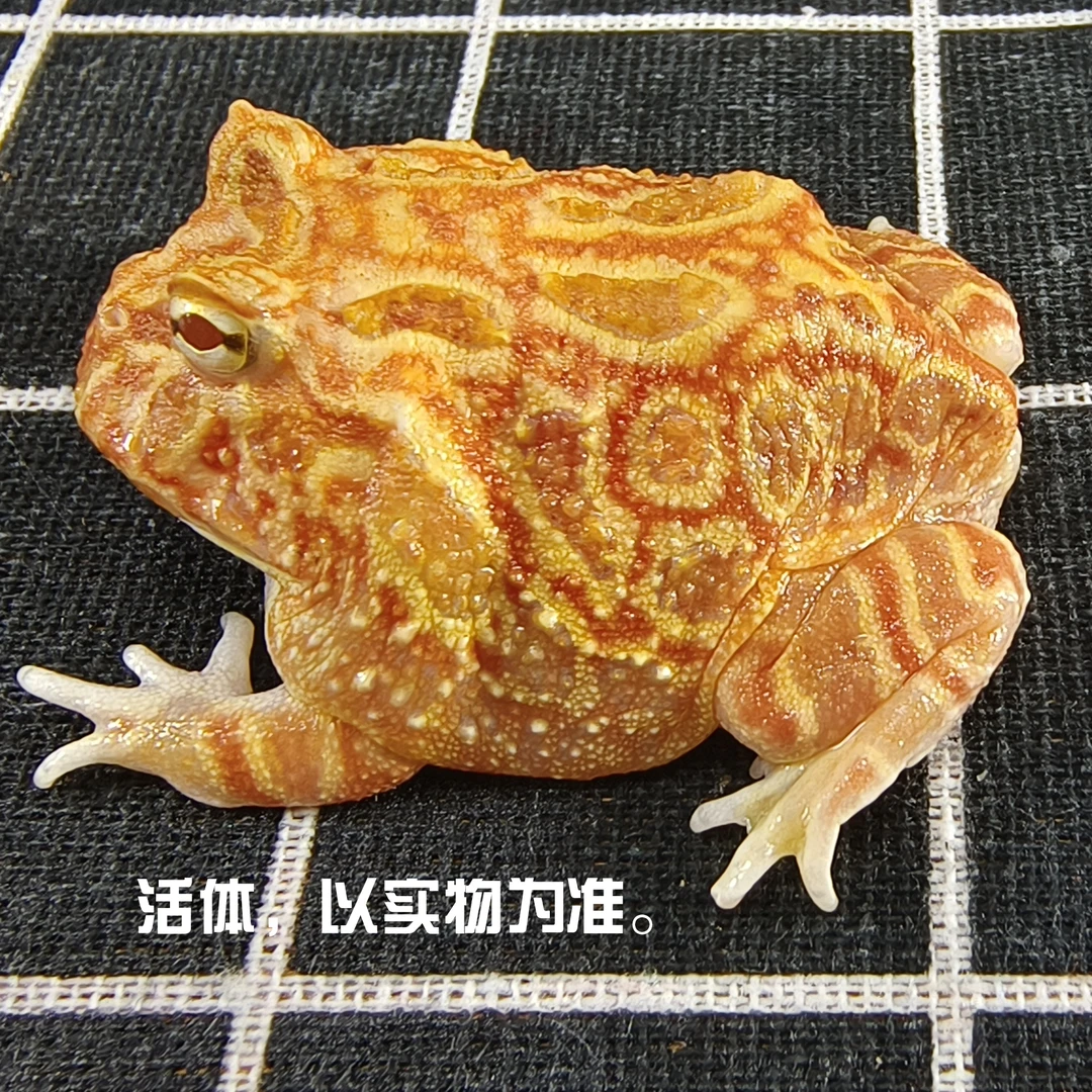 角蛙活物活体小宠物两栖爬宠