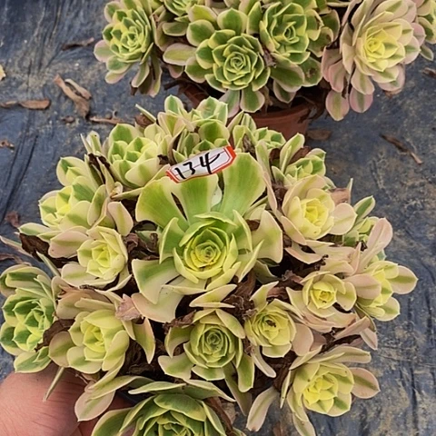 男神老桩捧花法师134号