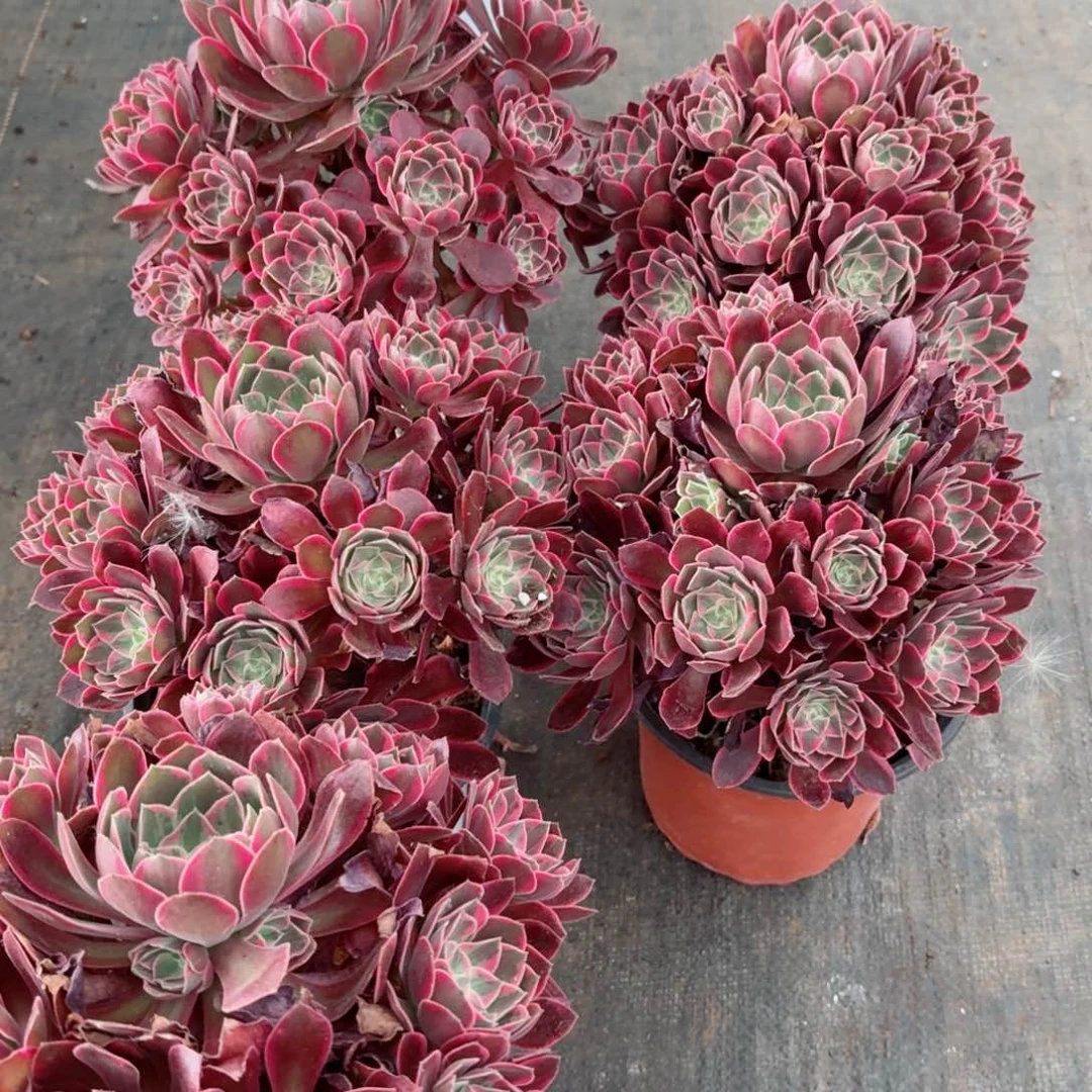 180浣纱捧花多肉法师量拍一颗