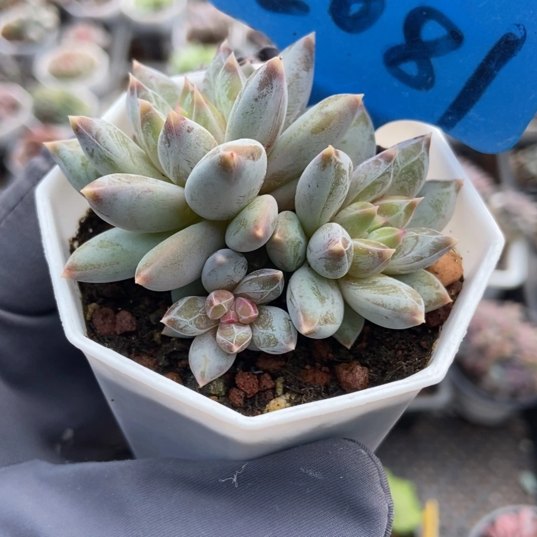 2081伊丽莎白多肉植物多肉