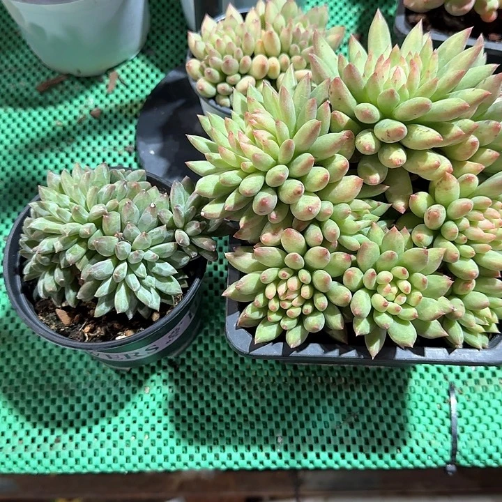 岩石字二盆多肉植物的生长