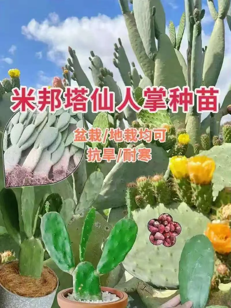 一物一拍观花观果嫁接造景仙人掌