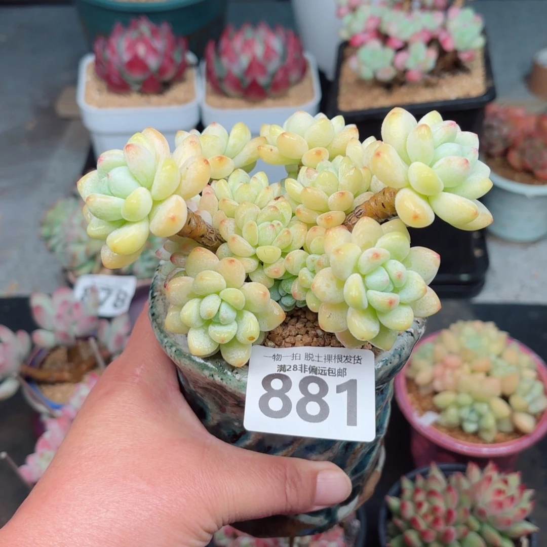 樱花罗绮无盆土发货