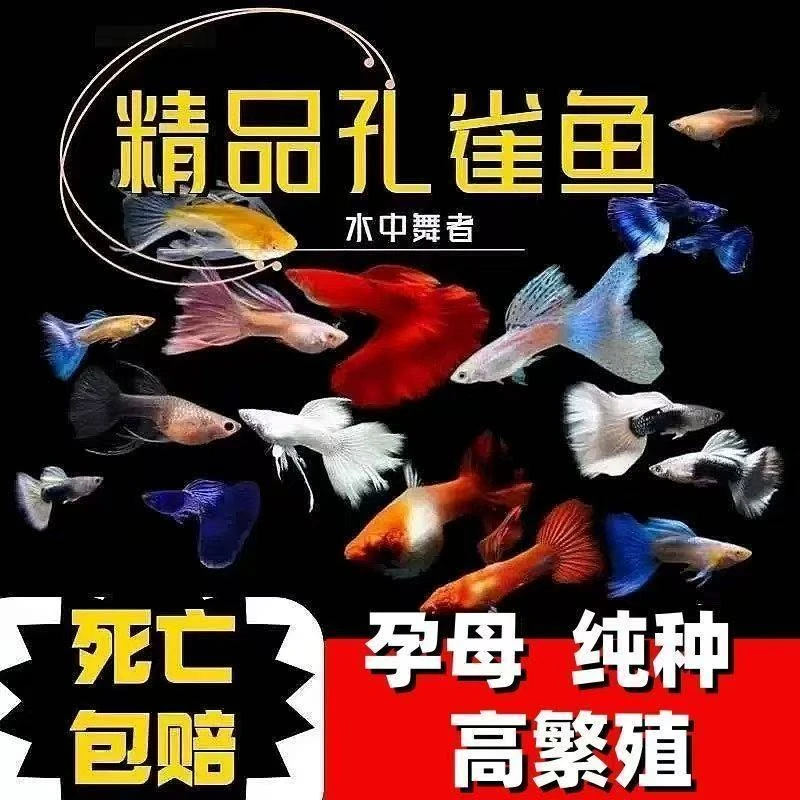 【大全家福】21条+2全品种包邮福利备损易繁殖好养耐活孔雀鱼