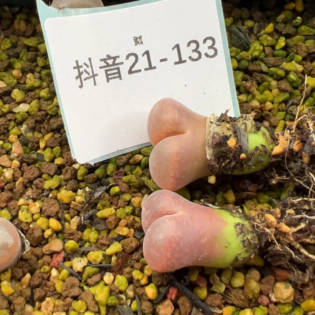 21-133量拍c10一颗