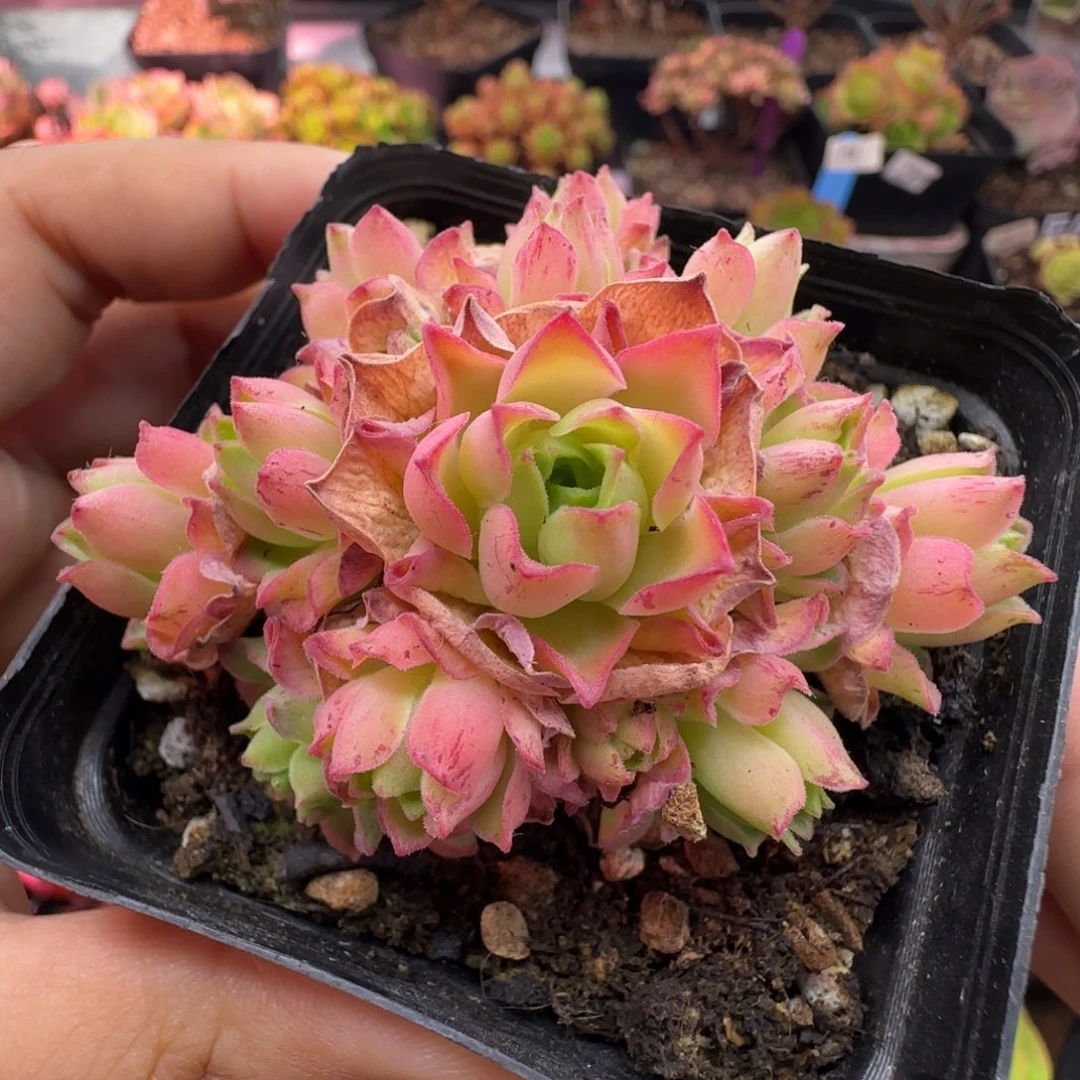 L632半城玫瑰新品橘子彤杂系列不含盆土