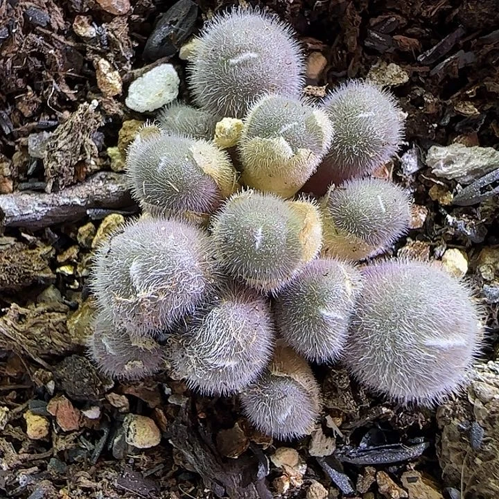 494大型粉毛球优选