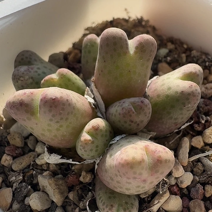 142 斑马955D 肉锥。