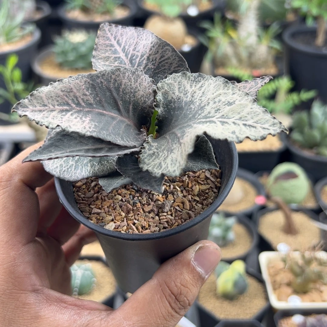 彩叶麒麟大戟一物一拍